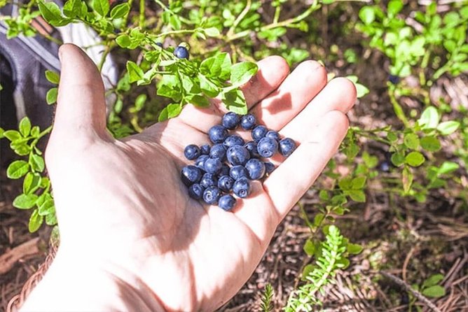 Wild Berries and Mushroom picking tour - From your Rovaniemi hotel to the picking grounds