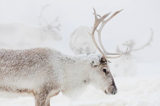 Wild Reindeers Safari + Lunch in Glass Igloo (private service) - A quiet reindeer outing, not a rushed sled ride