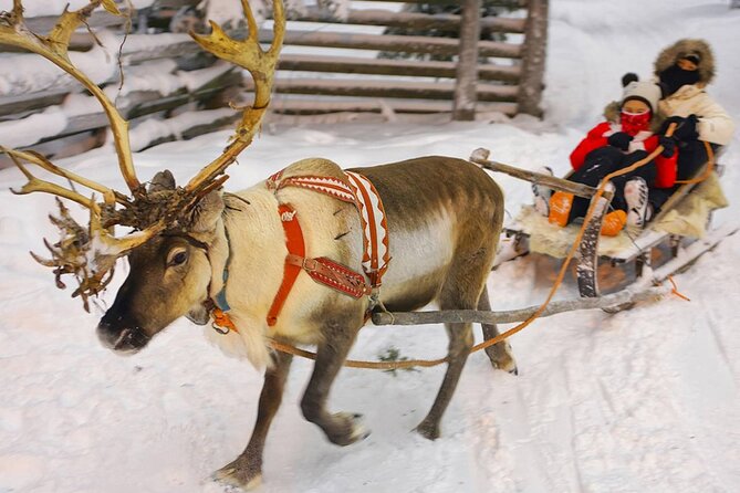 Wild Reindeers Safari + Lunch in Glass Igloo (private service) - Clothing, comfort, and winter readiness