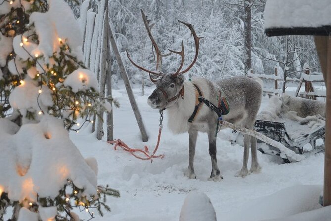 Wild Reindeers Safari + Lunch in Glass Igloo (private service) - Who will enjoy this most