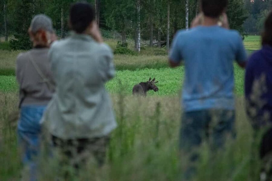 Wildlife safari with campfire dinner from Helsinki - Key points at a glance