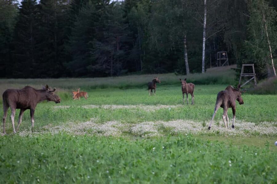 Wildlife safari with campfire dinner from Helsinki - From Helsinki streets to Porkkala’s quiet coast
