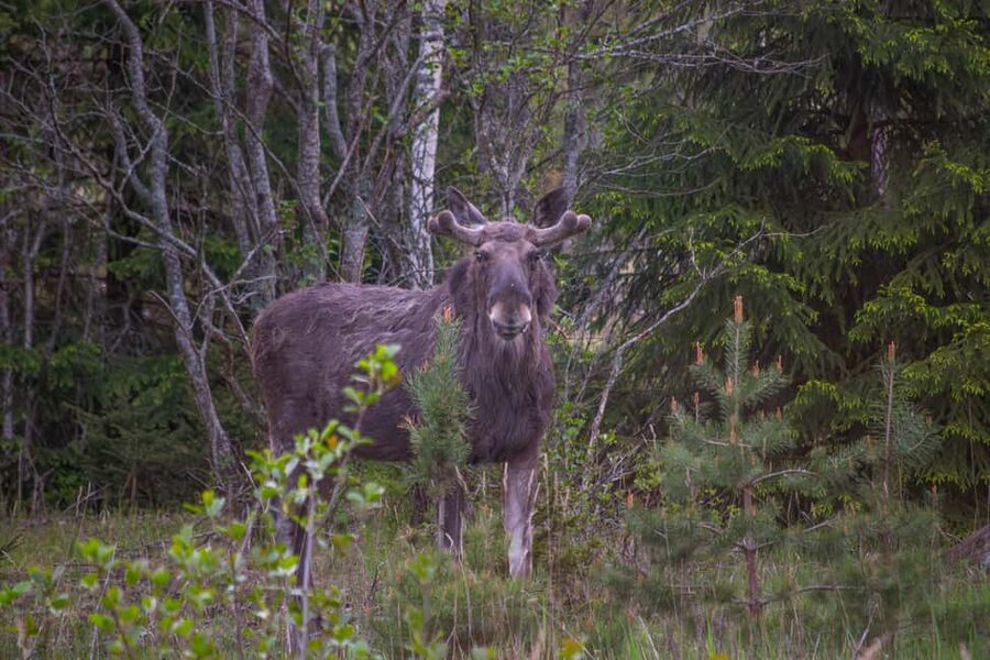 Wildlife safari with campfire dinner from Helsinki - Three hours among Porkkala’s woods and meadows