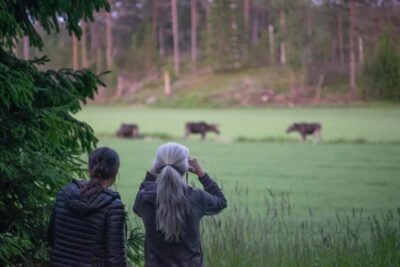 Wildlife safari with campfire dinner from Helsinki