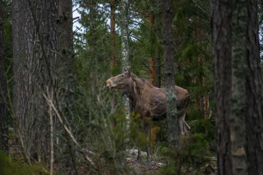 Wildlife safari with campfire dinner from Helsinki - The animals you might see