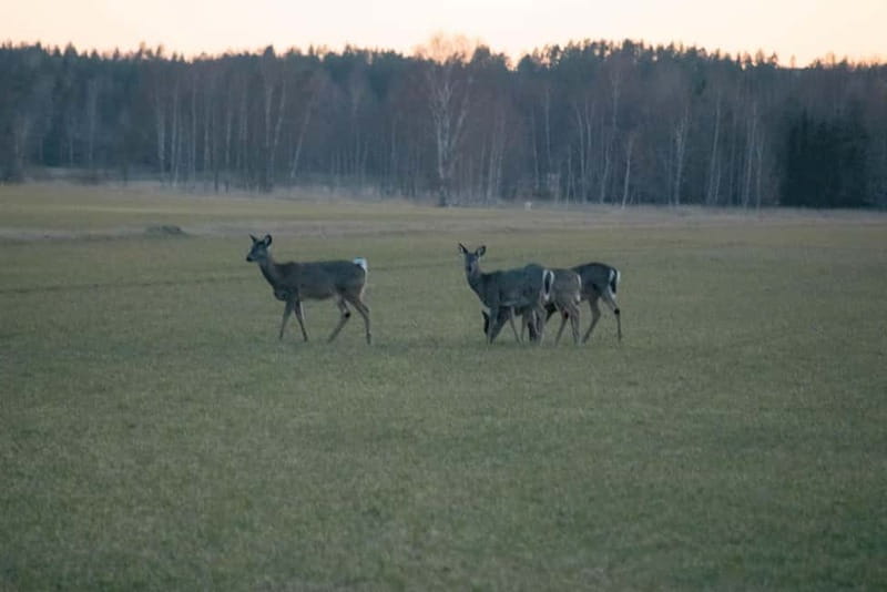 Wildlife safari with campfire dinner from Helsinki - The practical value of a five-hour outing