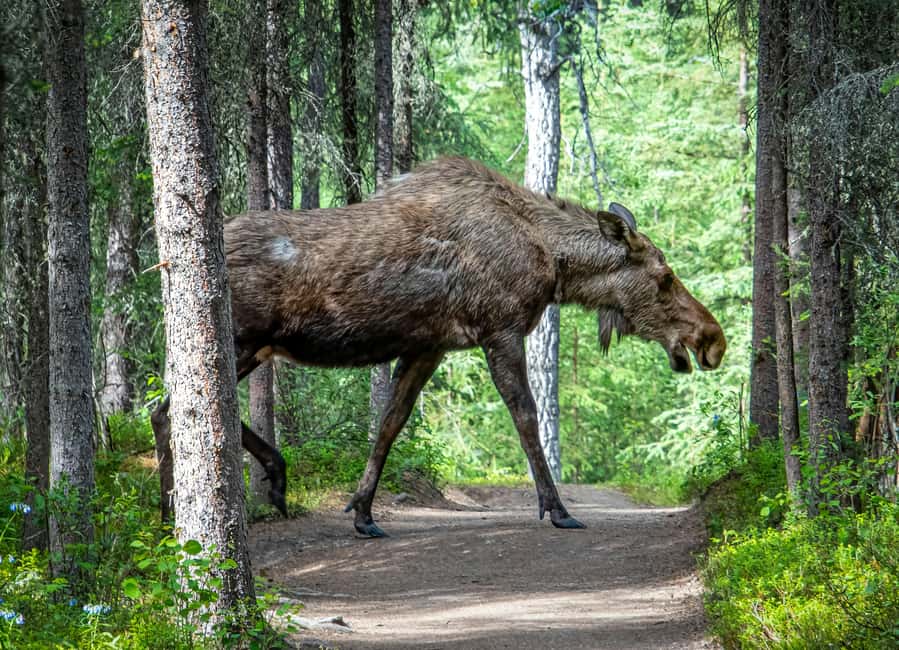 Wildlife safari with campfire dinner from Helsinki - Who will enjoy this wildlife outing