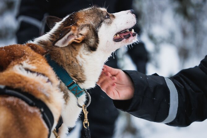 Winter highlights: Snowmobile, Arctic Animals And Santa<code>s Village – Key points to know before booking’ /></p>
<ul>
<li><strong>One hour on a shared snowmobile:</strong> Two adults normally ride one machine, with single driving available for an added charge.</li>
<li><strong>Three animal experiences:</strong> You get a 500-meter reindeer sleigh ride, a reindeer driver’s license, and a 500-meter husky sleigh ride.</li>
<li><strong>Lunch is part of the day:</strong> Choose traditional salmon soup or vegetarian soup at the farm.</li>
<li><strong>Santa Claus Village gets about two hours:</strong> Use this time for Santa, the Arctic Circle crossing, the post office, shops, and the children’s mini-track.</li>
<li><strong>Warm gear is supplied:</strong> Overalls, boots, socks, gloves, a helmet, and a balaclava are included.</li>
<li><strong>A driver’s license is required:</strong> You must bring the valid original license to drive a snowmobile. A photo or provisional license is not accepted.</li>
</ul>
<h2>A full Arctic Circle day in one outing</h2>
<p><img width="667" height="446" decoding="async" src=